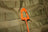 ITW Webdom Web Dominator Molle Backpack Carabiner