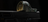 OpticGard - Scope Cover for Trijicon® SRO - Black