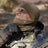 Snigel - FR Neck gaiter -17