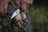 Casström Swedish Field Dresser jaktkniv/buköppnare Svart micarta, slida i Kydex – bild 6